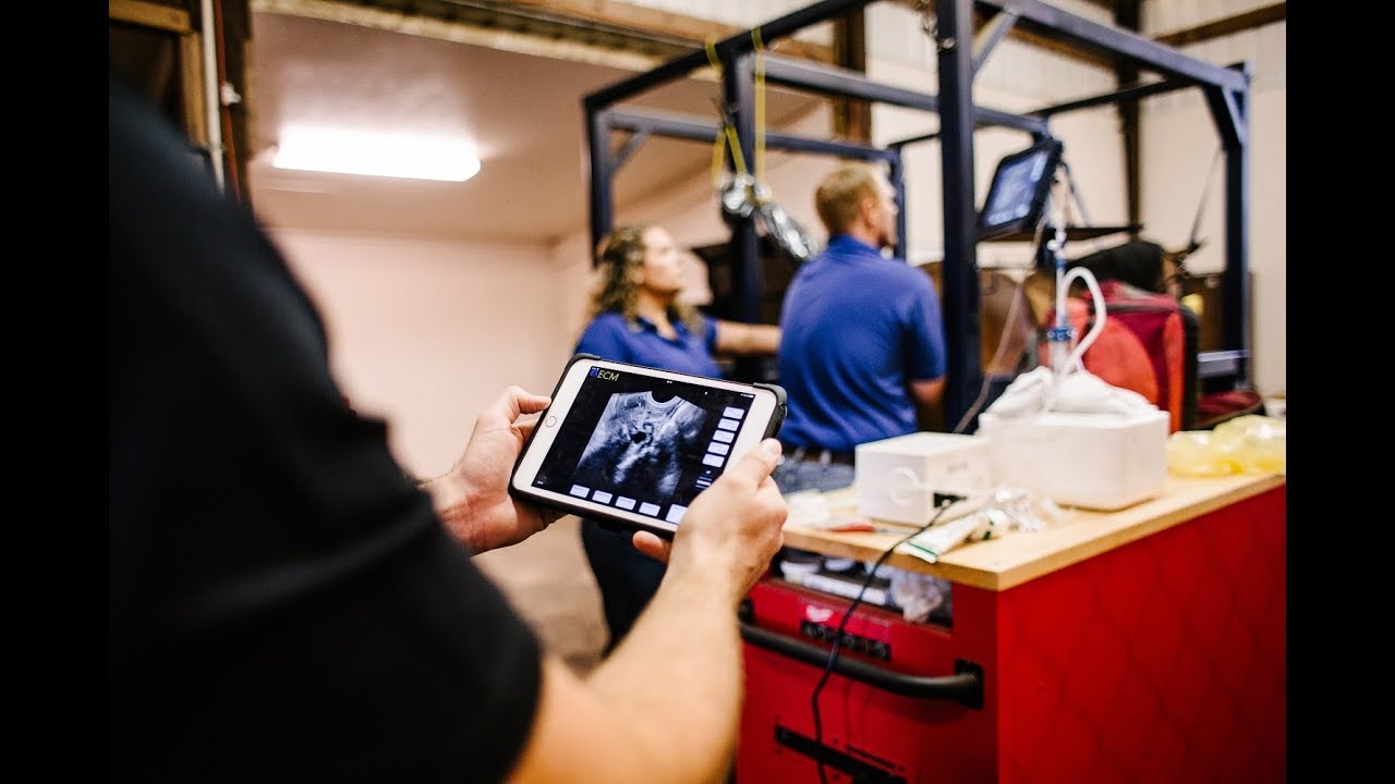 Equine In Vitro Fertilization