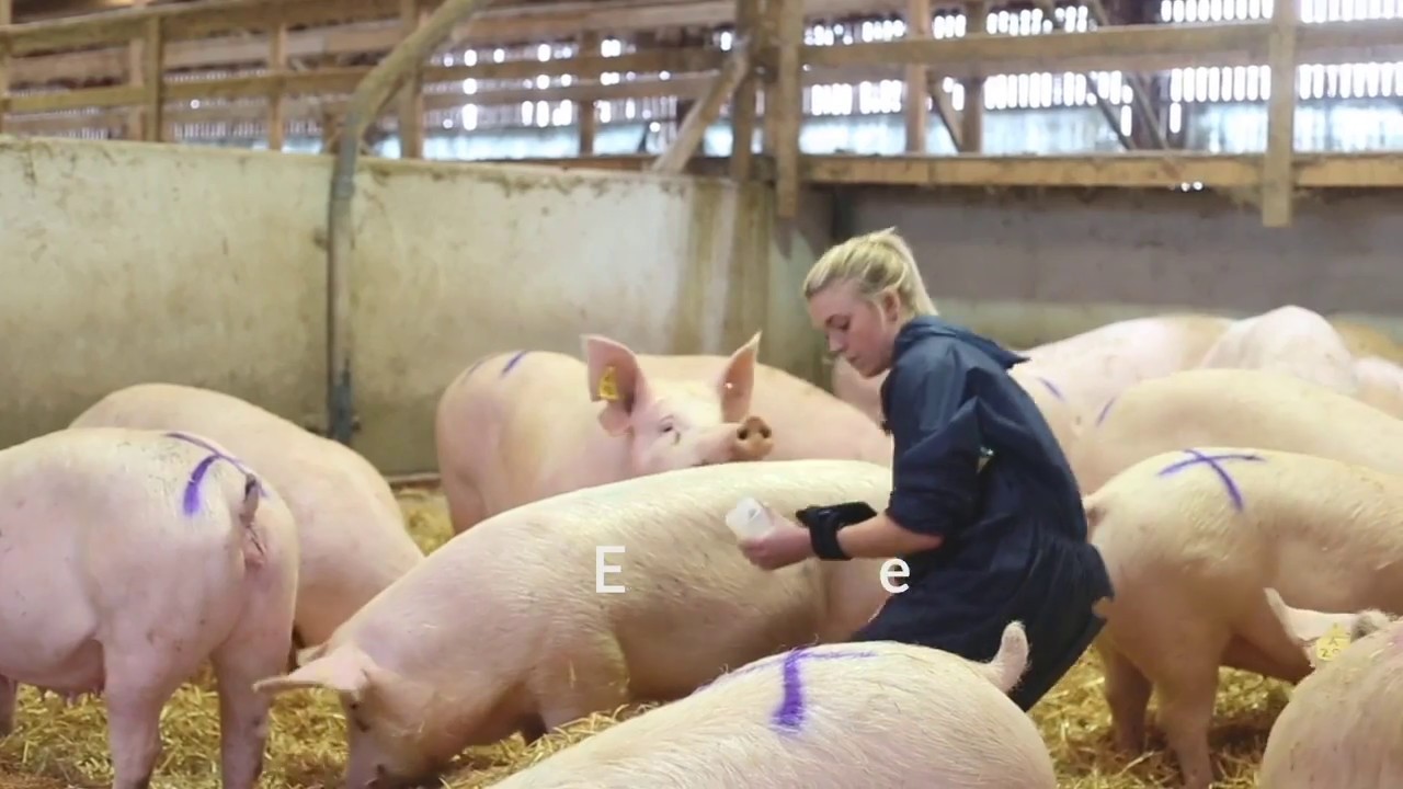 Duo-Scan:Go Wireless Pig Ultrasound Scanner