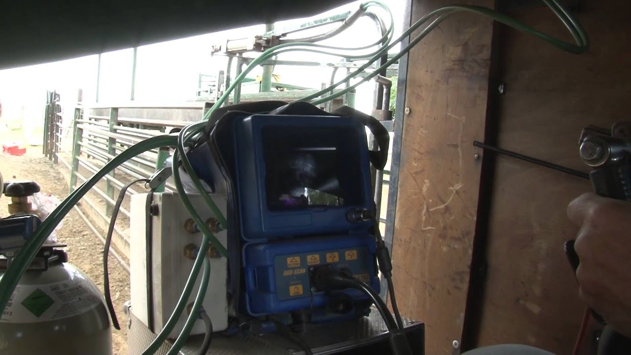 Scanning for success: sheep scanning technique