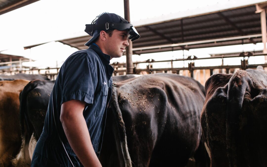 Calculation of Bovine Gestational Age: Fetal Ultrasound Measures Clarified