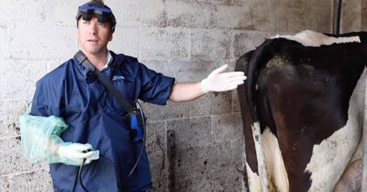 Easi can Go IMV Imaging and Sonorite EASI-SCAN: GO IMV Imaging and Sonorite's secret to success - Vet using the Easi-scan:Go in a Cow