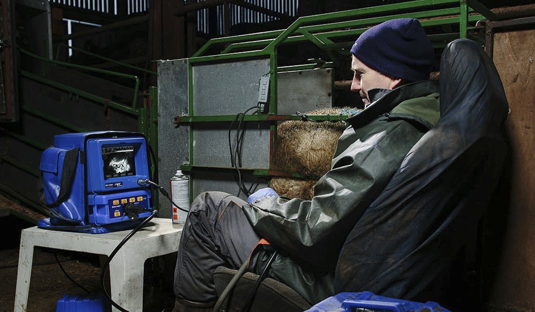 Ovi-Scan 6: The Most Durable Sheep Scanner in the World