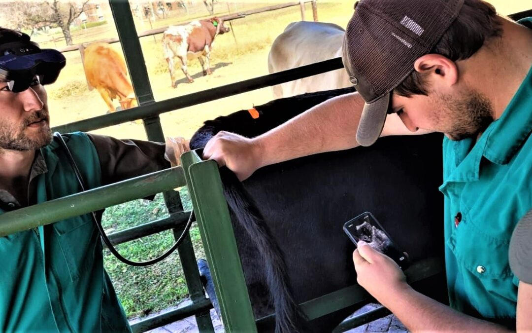 Ultrasound for Pregnancy Detection in Beef Cattle: Unlocking the Advantages in Simple Terms