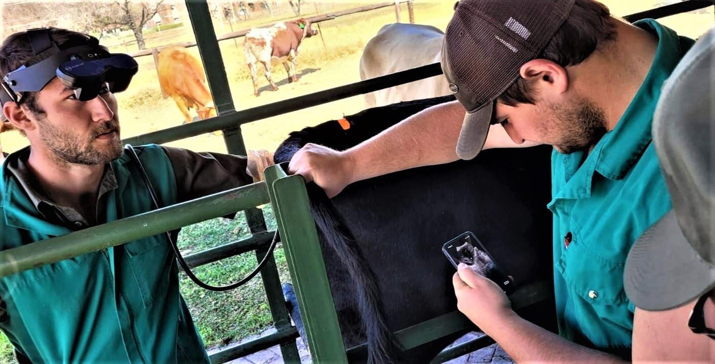 Ultrasound for Pregnancy Detection in Beef Cattle: Unlocking the Advantages in Simple Terms