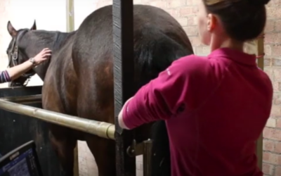Diagnose Equine Twin Pregnancy Early – ImaGo-LC