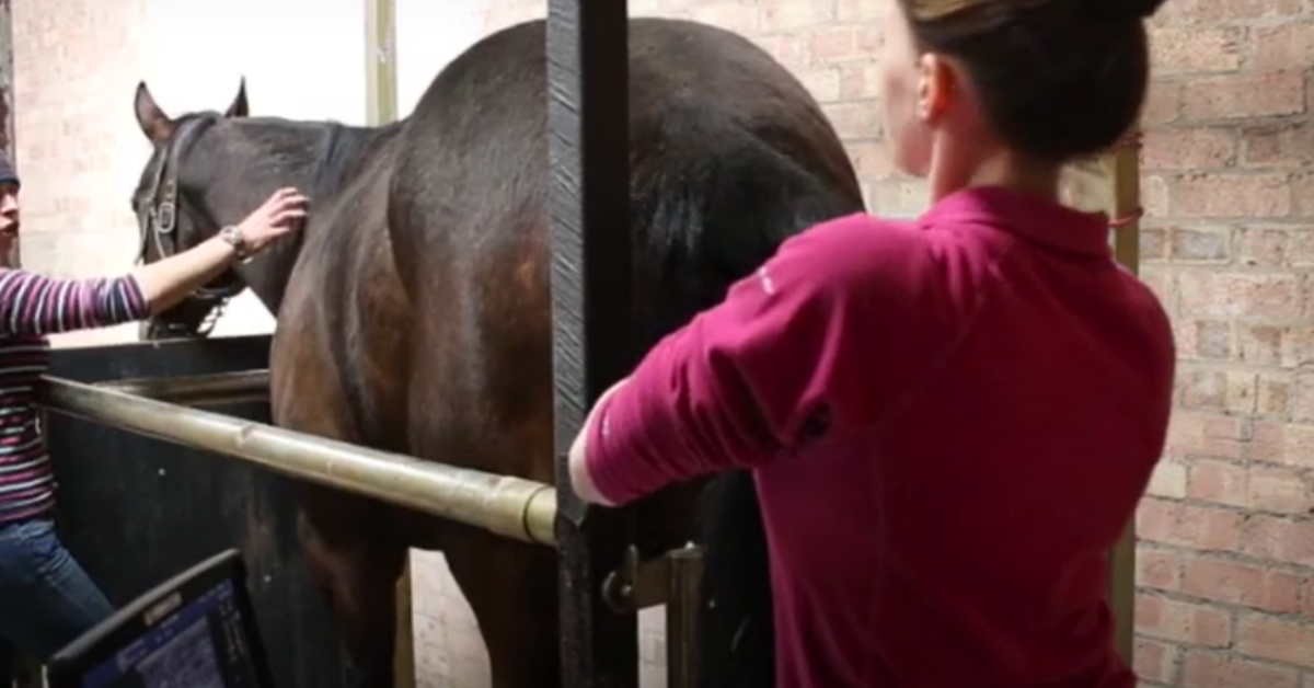 Early Diagnosis of Equine Twin Pregnancy: Three Targeted Uses for The Versana Active Ultrasound