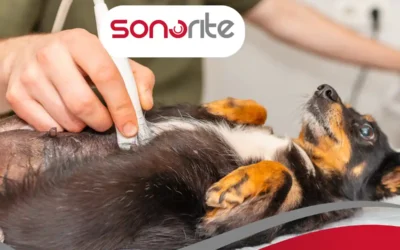 Using AFAST in Small Animal Patients with a Mindray Vetus E3