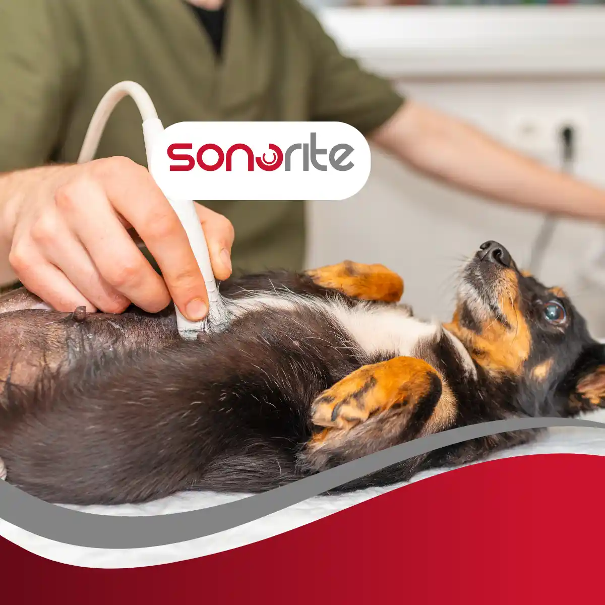 Using AFAST in Small Animal Patients with a Mindray Vetus E3